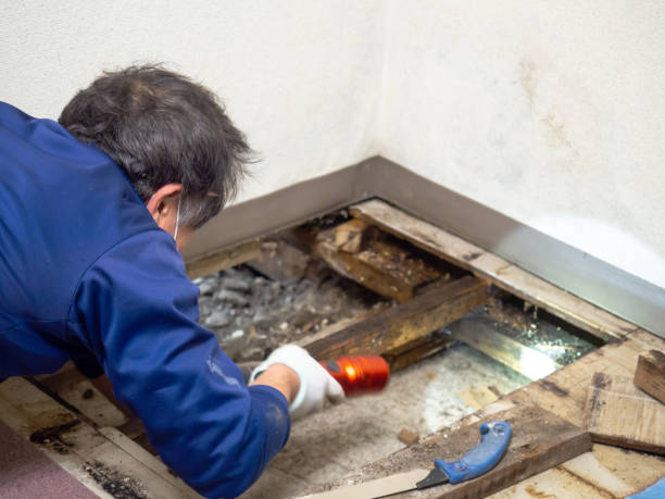 Best Mold Cleaning Services  in Ashland, OH