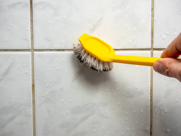 Best Local Mold Removal Service  in Ashland, OH