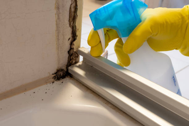 Best Mold Removal Company Near Me  in Ashland, OH