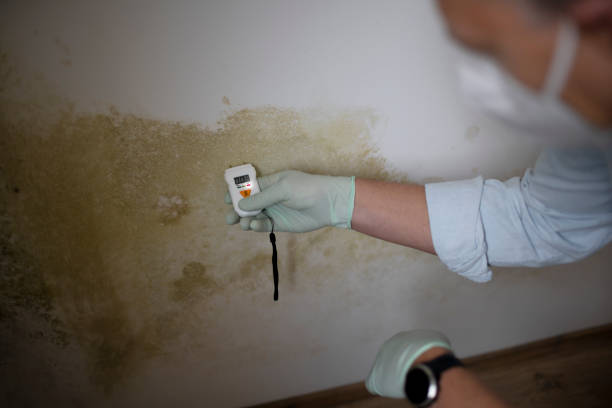 Best Certified Mold Removal  in Ashland, OH
