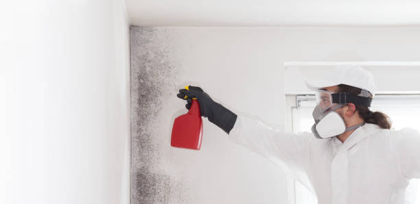 Best Residential Mold Removal  in Ashland, OH