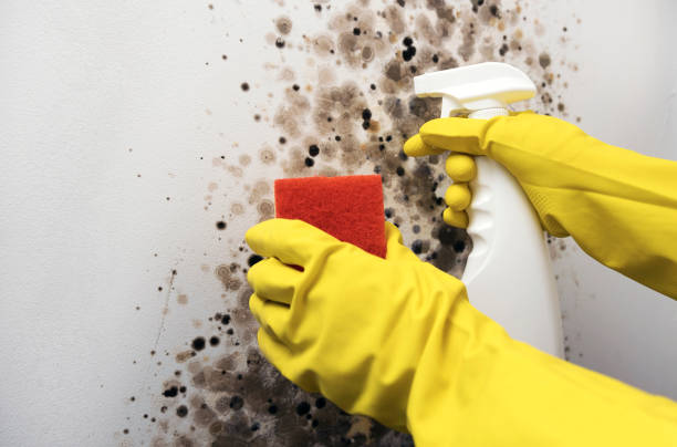 Best Emergency Mold Removal  in Ashland, OH